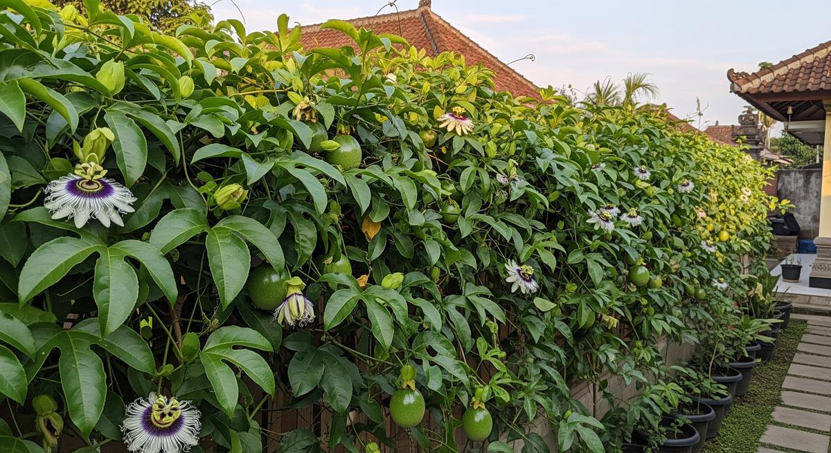 Markisa (Passiflora) untuk Pagar