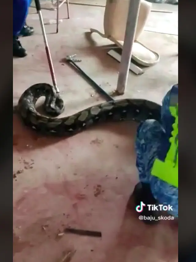 viral proses evakuasi ular piton dari plafon rumah