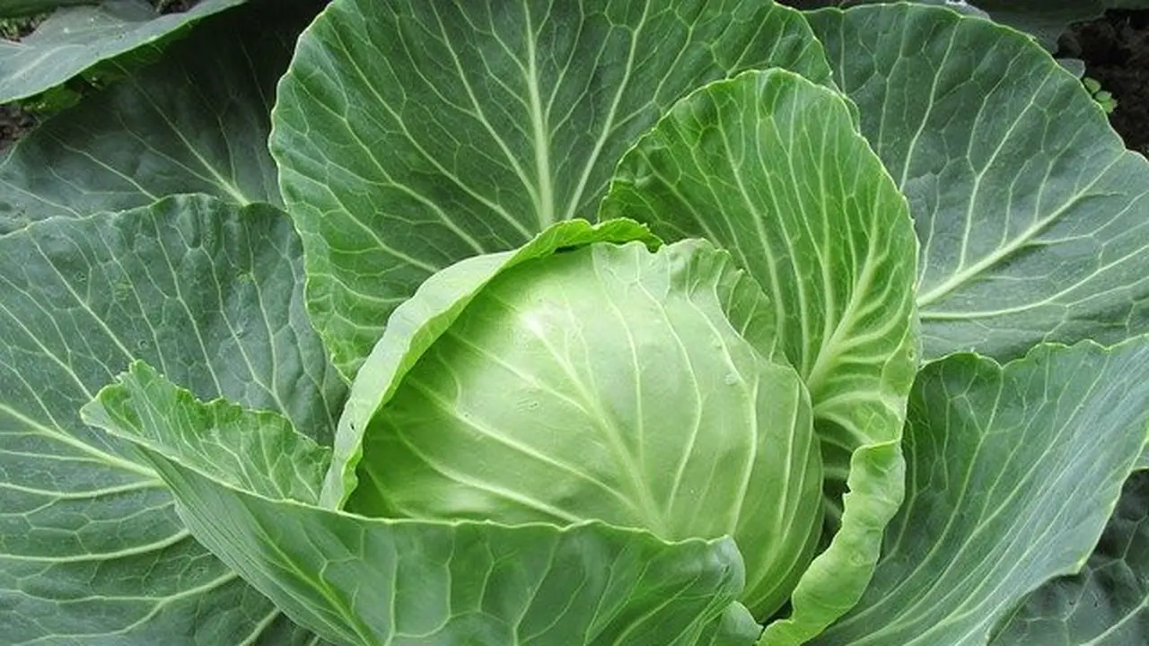 Ilustrasi sayur kol