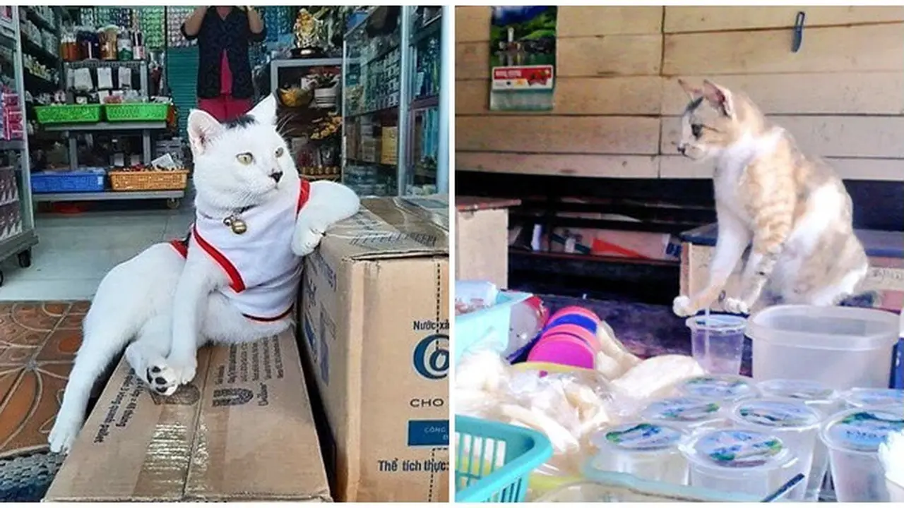 6 Aksi Kucing saat Jaga Warung Ini Lucu Bikin Geleng Kepala