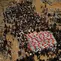 Warga Palestina berkumpul di sekitar jenazah warga Palestina yang tewas dalam serangan Israel selama perang dengan Hamas setelah ditemukan dari bawah reruntuhan bangunan, dalam prosesi pemakaman di Kota Gaza, Kamis (1/10/2026). Jenazah yang ditutupi bendera Palestina tersebut diiringi keluarga dan warga dalam suasana duka. (AP Photo/Yousef Al Zanoun)