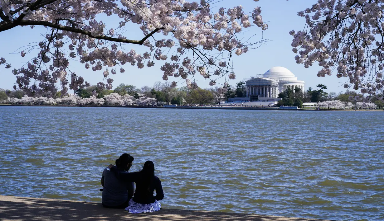 Orang-orang duduk di bawah pohon sakura Yoshino yang sedang mekar penuh di sekitar Tidal Basin di Washington, Selasa (30/3/2021).  Festival Bunga Sakura Nasional 2021 merayakan pemberian asli 3.000 pohon sakura dari kota Tokyo kepada masyarakat Washington di 1912. (AP Photo/Susan Walsh)