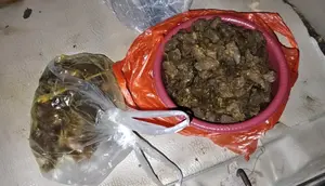 Tapir Dibantai di Lampung, Dimasak Rica-Rica dan Dibagikan ke Warga