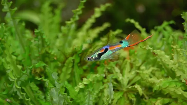 Jenis Ikan Guppy Lokal