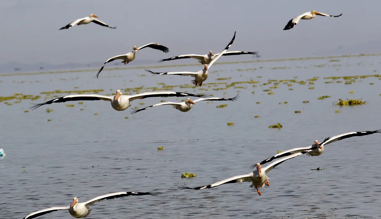 Sekelompok pelikan putih, salah satu burung terbesar di Kanada dan AS, terbang di atas pantai laguna Chapala di Cojumatlan de Regules, Meksiko, pada 28 Januari 2022. Pelikan putih melakukan perjalanan ribuan kilometer bermigrasi dari suhu dingin Amerika Utara. (ULISES RUIZ / AFP)