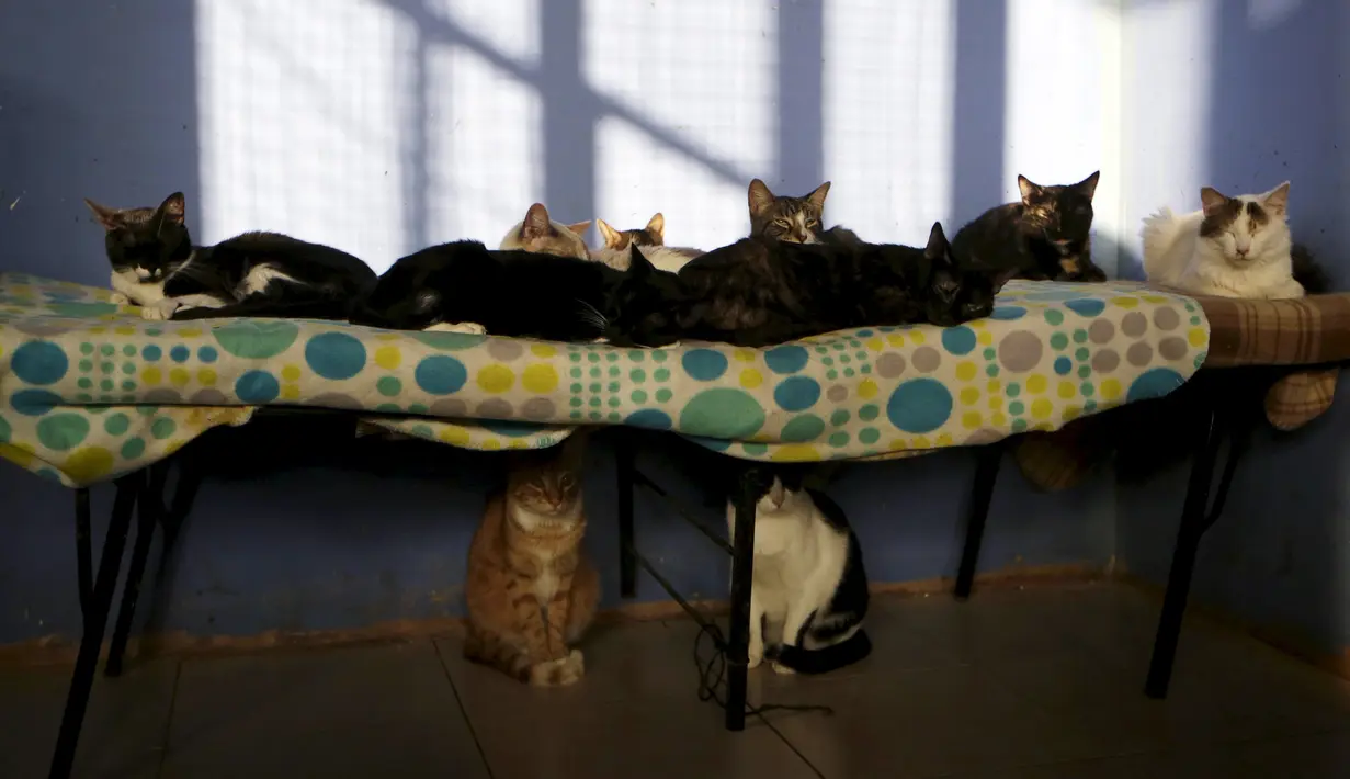 Sejumlah Kucing beristirahat di tempat penampungan, Lima,Peru (4/8/2015). Inga juga menerima sumbangan uang dan makanan dari masyarakat sekitar. (REUTERS/Mariana Bazo)
