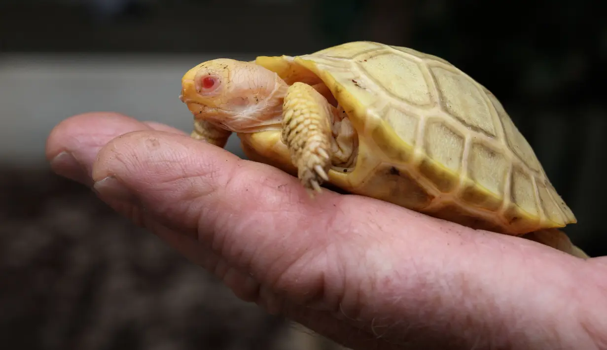 Sebuah gambar pada 3 Juni 2022 menunjukkan bayi kura-kura raksasa Galapagos albino yang unik di punggung kura-kura lain, keduanya lahir pada awal Mei di Tropicarium of Servion, Swiss barat. Persatuan Internasional untuk Konservasi Alam (IUCN) mencantumkan kura-kura raksasa Galapagos, yang dapat hidup hingga 200 tahun, sebagai terancam punah. (FABRICE COFFRINI/AFP)