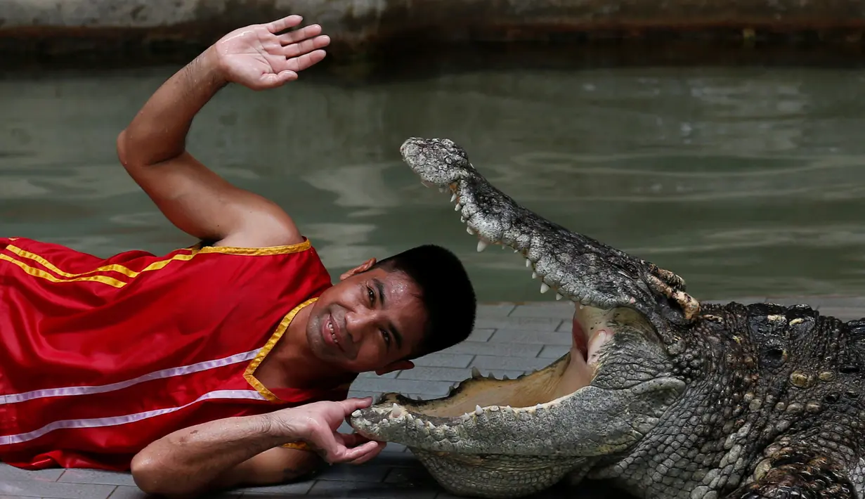 Seorang pria beratraksi dengan meletakkan kepalanya kedalam mulut buaya di Sriracha Tiger Zoo, Provinsi Chonburi , Thailand , 7 Juni 2016. Aksi nekat ini mengundang decak kagum wisatawan yang hadir. (REUTERS / Chaiwat Subprasom)