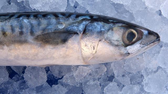 Manfaat Ikan Kembung untuk Kesehatan