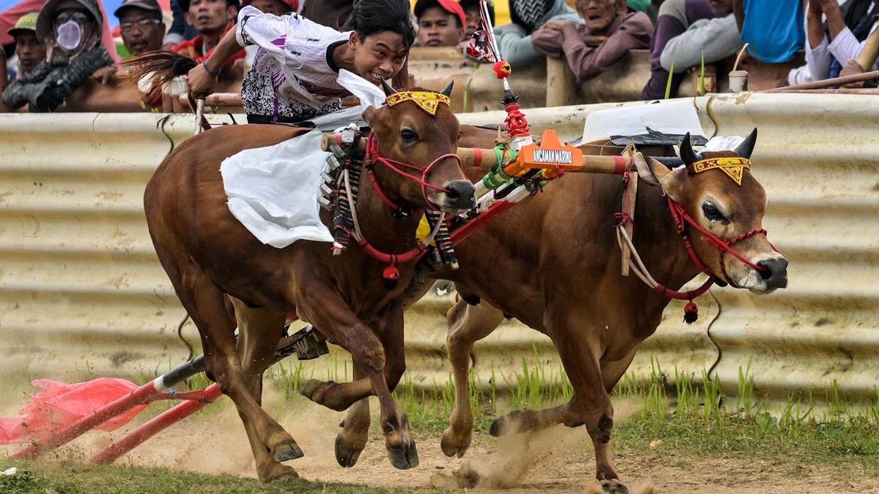FOTO: Adu Cepat Karapan Sapi di Bangkalan Madura