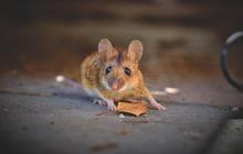 9 Cara Mencegah Tikus Masuk Rumah yang Aman untuk Anak dan Hewan Peliharaan, Efektif Dilakukan
