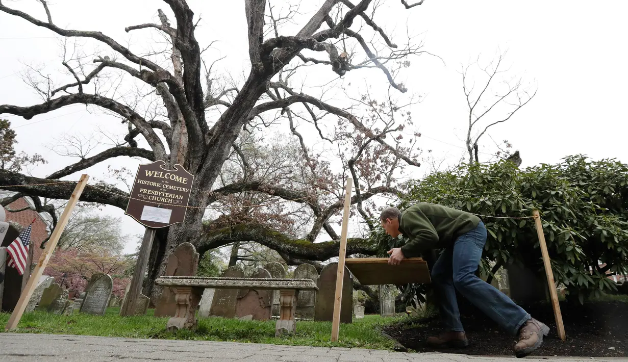 Keith Keiling membawa papan yang akan digunakan sebagai penyanggah batang pohon Oak berusia 600 tahun yang mulai gugur di Bernards, New Jersey (21/4). Menurut legenda, George Washington pernah piknik dibawah pohon ini. (AP Photo/Julio Cortez)