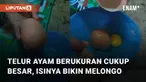 Sebuah telur ayam berukuran cukup besar beda dari yang lain mengundang perhatian