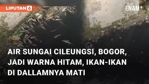 VIDEO: Air Sungai Cileungsi, Bogor, Jadi Warna Hitam, Ikan-ikan di Dallamnya Mati