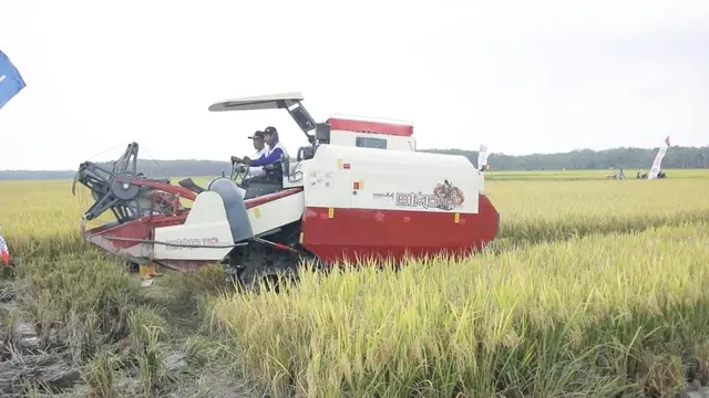 Petani Kabupaten Ogan Komering Ilir Panen Padi 11.964 hektare.
