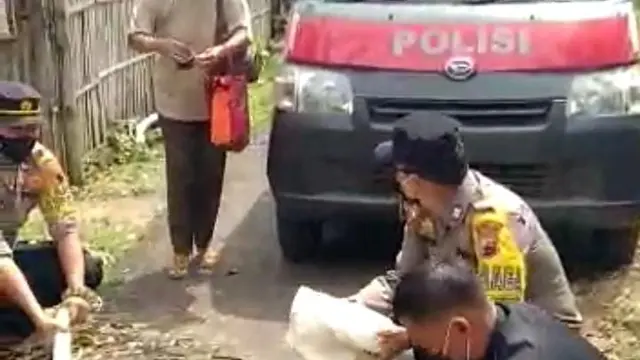 Ular Piton Masuk Pemukiman Warga