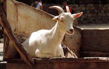 5 Syarat Kambing Kurban Idul Adha, Perhatikan Umur dan Kondisi Fisik