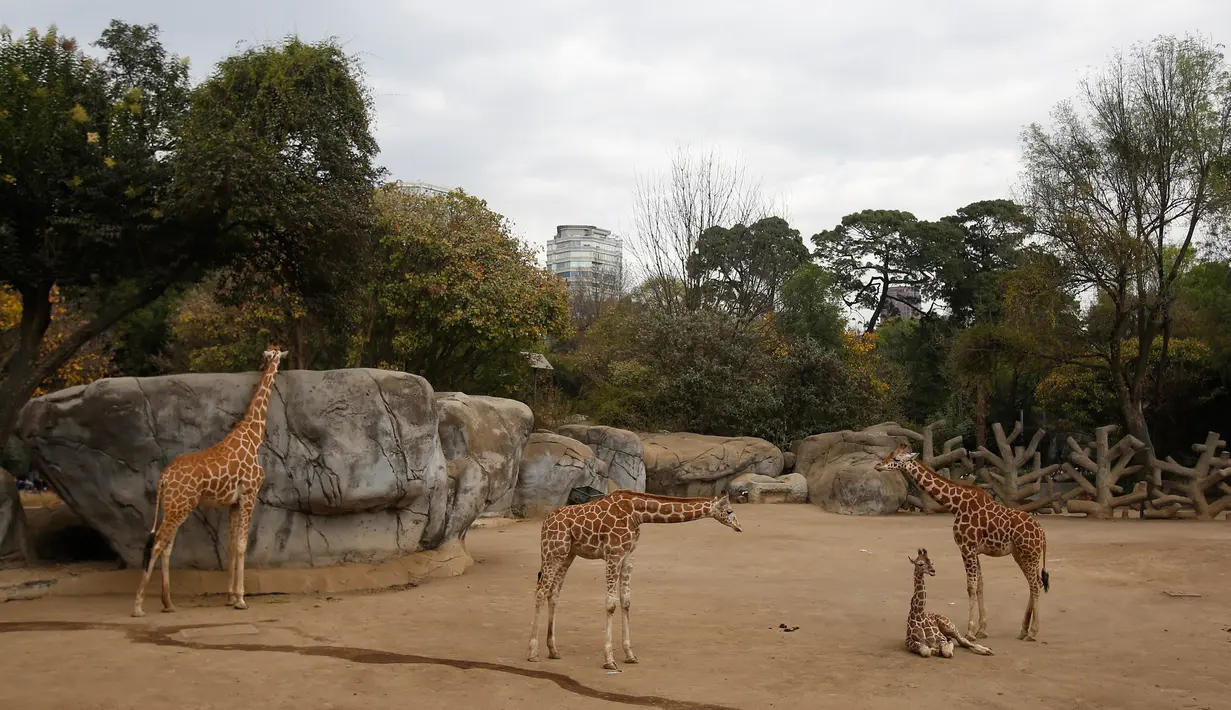Jerapah berusia dua bulan duduk di kandangnya di Kebun Binatang Chapultepec, Mexico City, 29 Desember 2019. Kebun binatang membuka kesempatan untuk memberikan nama bayi jerapah itu melalui melalui pemungutan suara publik. (AP Photo/Ginnette Riquelme)