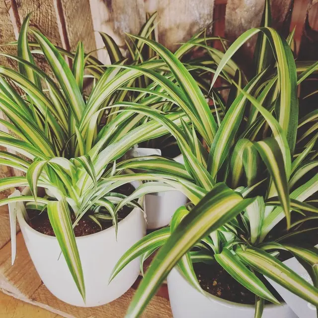 10 Tanaman Cantik yang Mudah untuk Ditanam di Rumah