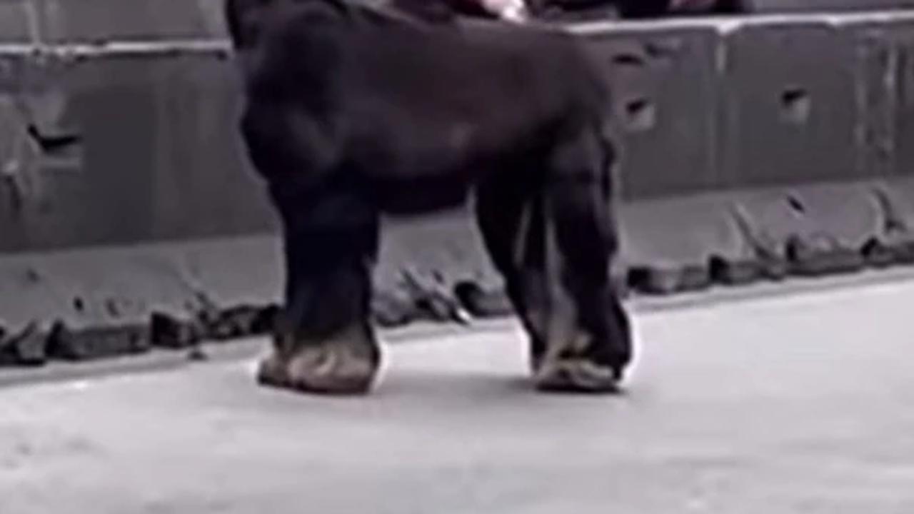 Anjing Mirip Kambing di Jakbar