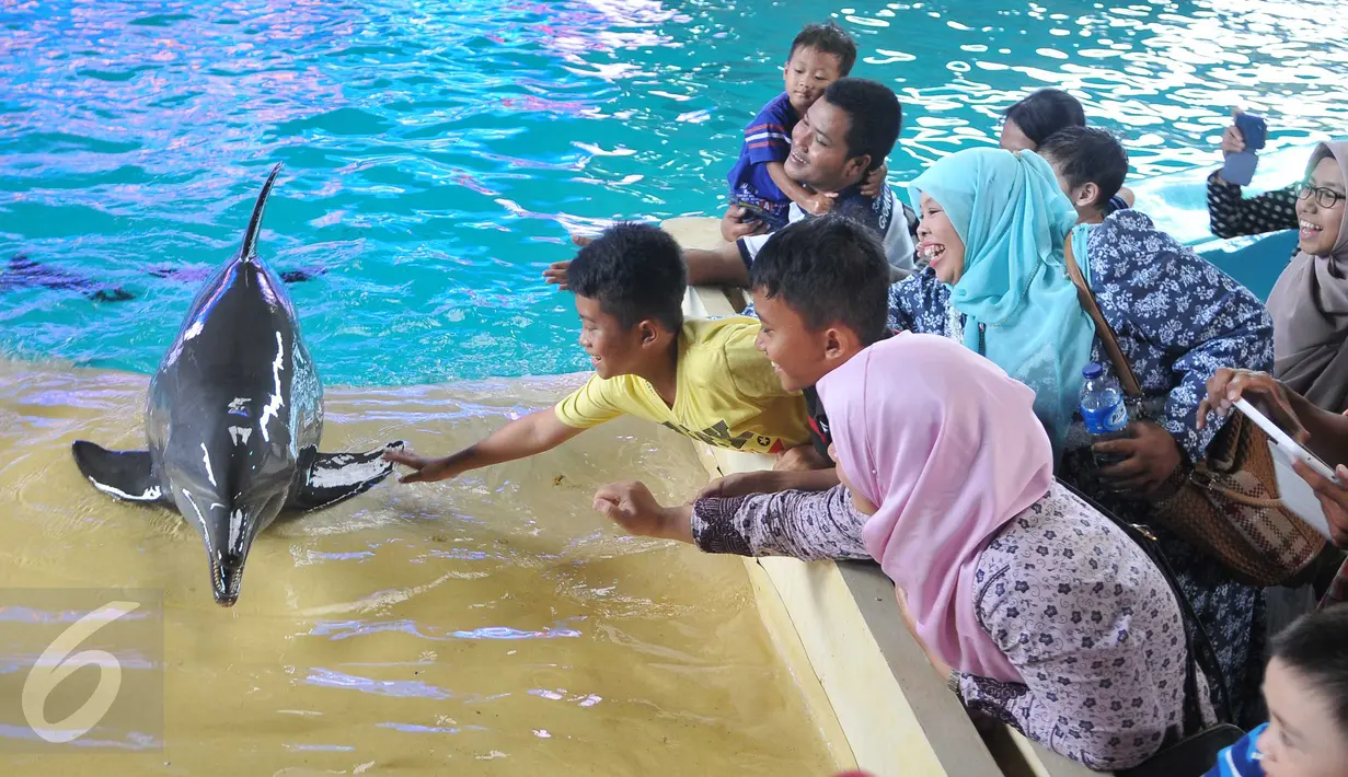 Pengunjung berusaha memegang lumba-lumba saat Atraksi Dolphin Christmas Show di Ocean  Dream Samudera Ancol, Jakarta, Jumat (25/15/2015). Pertunjukan tersebut diadakan dalam rangka menyambut libur Natal. (Liputan6.com/Gempur M Surya)