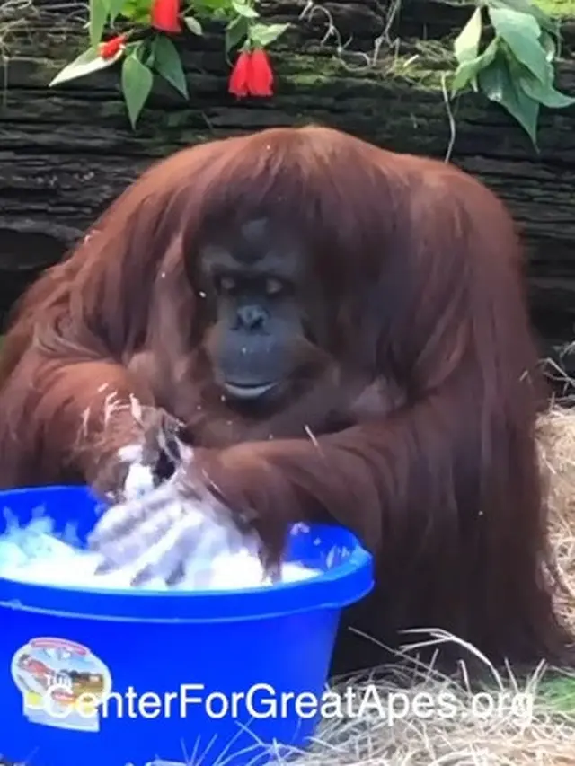 viral video orangutan cuci tangan