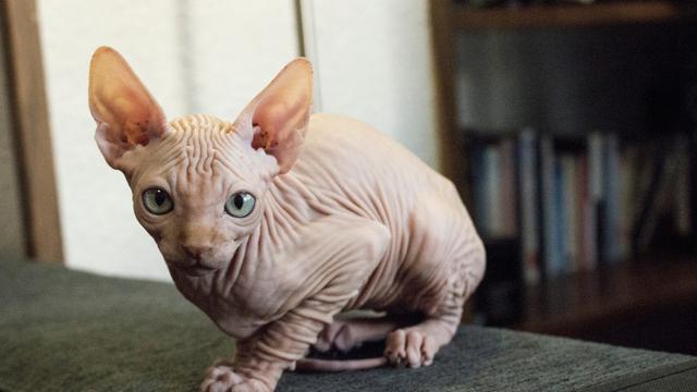 Kucing Sphynx Jenis Kucing Tidak Berbulu Yang Mahal Harganya Hot Liputan6 Com