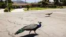 Burung merak menyusuri jalan perumahan di Arcadia, California, Selasa (8/6/2021). Dewan Pengawas Los Angeles County sedang mempersiapkan pemungutan suara tentang peraturan yang melarang memberi makan merak secara sengaja dengan denda $1000 atau enam bulan penjara. (Mario Tama/Getty Images/AFP)