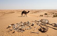 Tak Cuma Manusia, Tempat di Gurun Sahara Ini Bahkan ‘Ditakuti Unta’