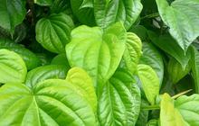 35 Khasiat Daun Sirih sebagai Pengobatan Herbal dan Perawatan Kecantikan
