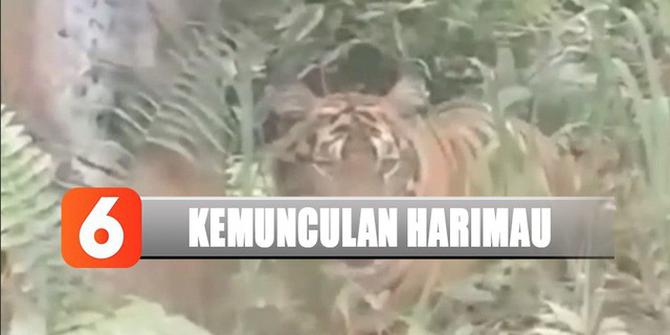 Detik-Detik Harimau Muncul dari Dalam Semak Belukar Terekam Video Amatir
