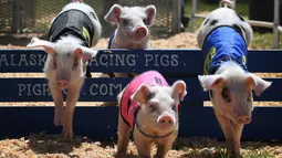 Empat anak babi melompati rintang saat mengikuti balapan All Alaska Pig selama pekan raya tahunan Kern di Bakersfield, California (30/9). Anak-anak babi itu berlari dan melintasi rintangan pada jalur balap tersebut. (AFP Photo/Mark Ralston)