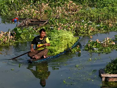 Seorang petani memanen mimosa air dari perahu di sebuah perkebunan di Phnom Penh, Kamboja, 28 April 2022. Mimosa air adalah hidangan sayuran yang populer di Kamboja. (TANG CHHIN Sothy/AFP)