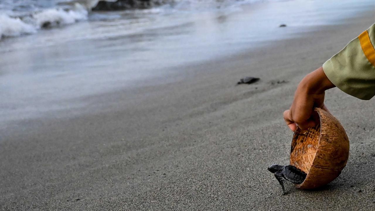 FOTO: Puluhan Tukik Lekang Dilepas di Pantai Alue Naga Banda Aceh