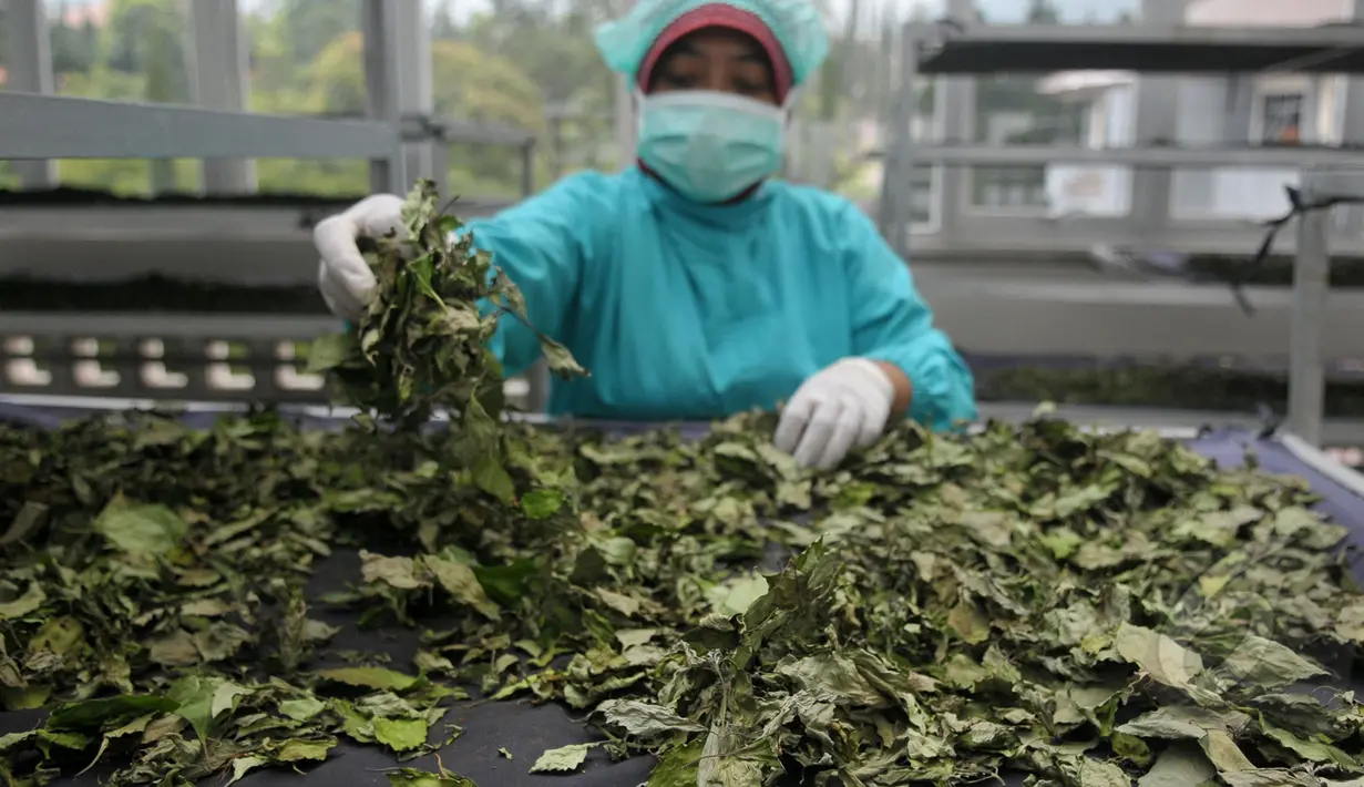 Pegawai Balai Besar Penelitian dan Pengembangan Tanaman Obat dan Obat Tradisional (B2P2TOOT) Kementerian Kesehatan memilah-milah hasil tanaman obat di Laboraturium B2P2TOOT, Tawangmangu, Jateng, Selasa (31/3/2015). (Liputan6.com/Johan Tallo)