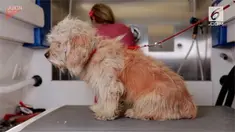 Seekor anjing ditemukan dalam kondisi kumal. Setelah dibersihkan di penampungan, sang anjing yang punya penampilan baru diadopsi sebuah keluarga.