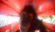 Orang Utan Bagus, Ebony, dan Roby Pulang ke Hutan Jelang HKAN 2026
