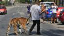 Pemilik dan pelatih hewan sirkus, Jaromir Joo saat mengajak harimaunya yang bernama Taiga berjalan-jalan di Letovice, Republik Ceko, 30 Agustus 2015. (AFP PHOTO/Radek MICA)