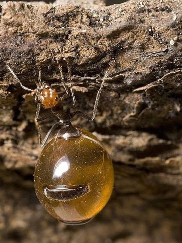Semut Honeypot Penghasil Madu