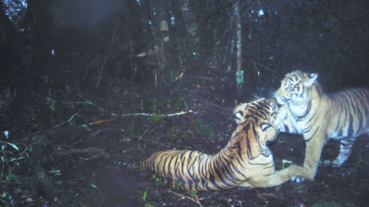 Harimau Sumatera