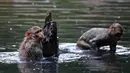 Monyet melompat ke sebuah kolam selama hari musim panas di Allahabad, di Uttar Pradesh, India, Rabu (26/5/2020). Pada Senin (24/5), panas terik mencengkeram Uttar Pradesh dan Allahabad adalah tempat terpanas di negara bagian itu dengan suhu 46,3 derajat Celcius. (SANJAY KANOJIA/AFP)
