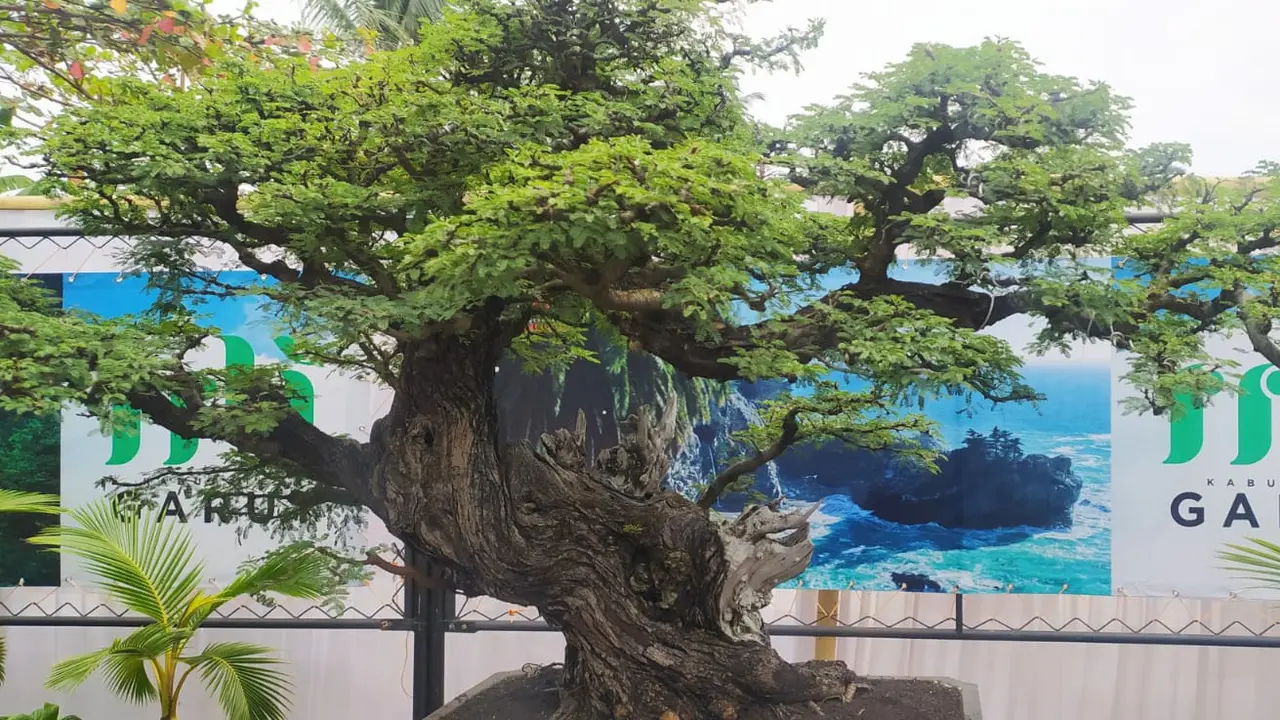 Salah satu pohon bonsai juara yang kerap dipertandingkan dalam berbagai even bonsai tingkat nasional.