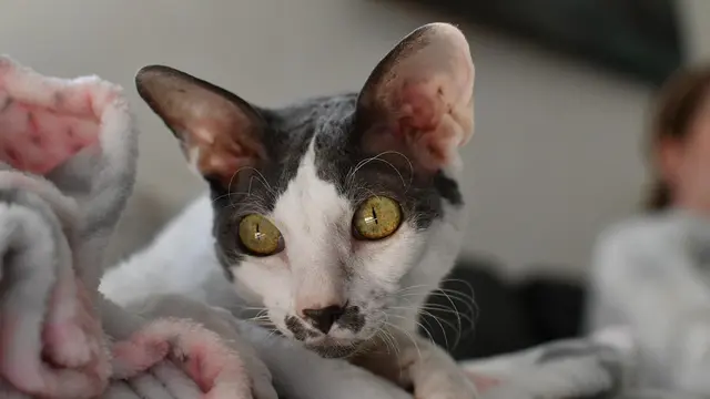 Cornish Rex