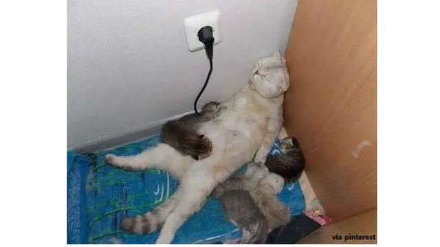 Pose Menggemaskan Kucing Saat Tidur Nyenyak Ini Kocak Banget