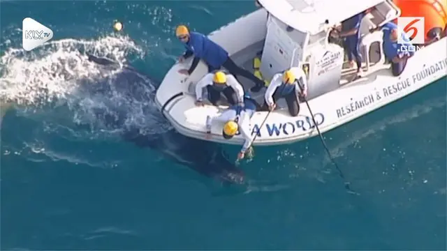 Tim penyelamat berhasil membebaskan seekor anak ikan paus yang tertangkap jaring ikan hiu dan telah mengembalikan anak ikan paus ke Pantai Gold Coast, Australia.