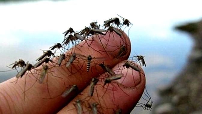 8 Bahan Alami Ini Bantu Usir Nyamuk Pembawa Zika Health Liputan6 Com