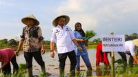 Menteri Pertanian Syahrul Yasin Limpo melakukan tanam padi secara langsung di Desa Kalelantang, Kecamatan Polongbangkeng Selatan, Kabupaten Takalar. (Foto: Istimewa)