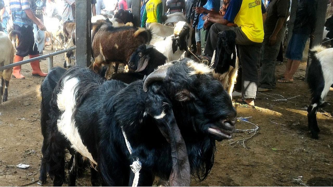 Harga Kambing Kurban Idul Adha 2025, dari Termurah hingga Termahal!