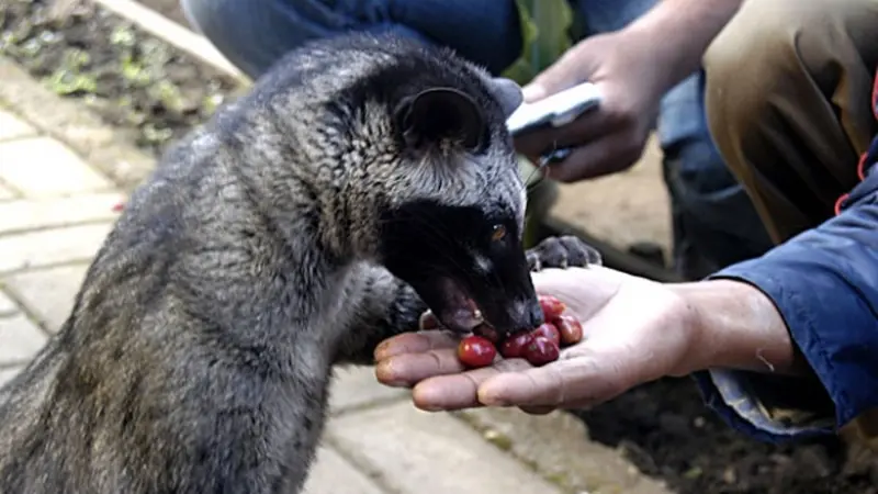 Musang Pandan