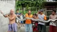 Cara menangani ular, terutama dalam keadaan berbahaya. (Liputan 6 SCTV)